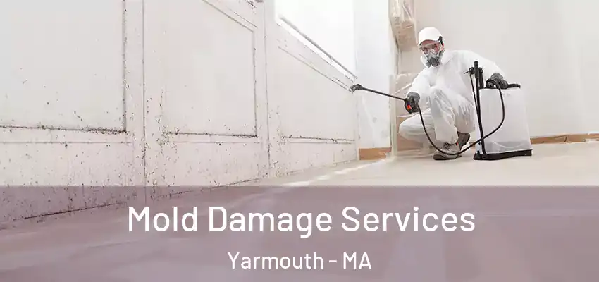  Mold Damage Services Yarmouth - MA