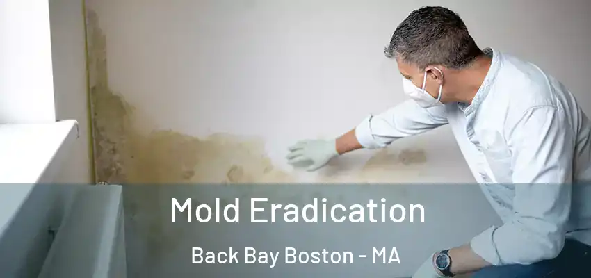 Mold Eradication Back Bay Boston - MA