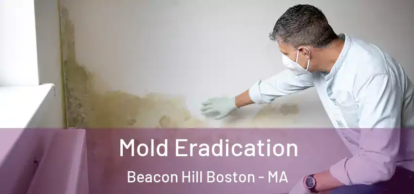  Mold Eradication Beacon Hill Boston - MA