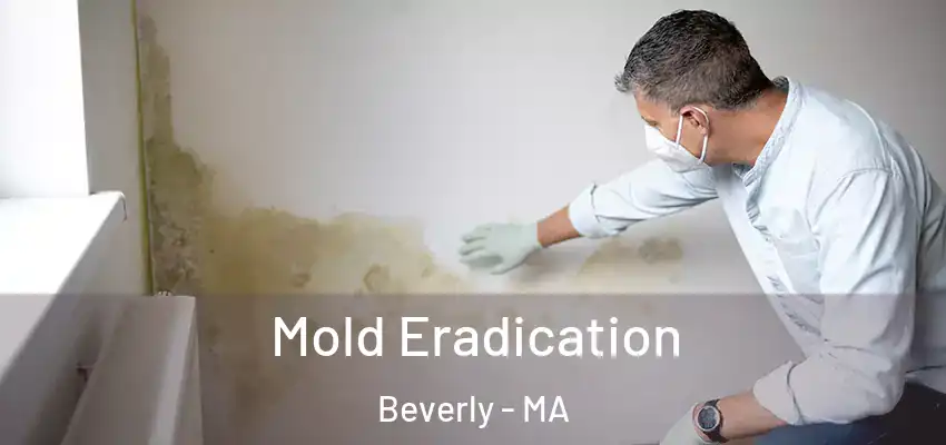  Mold Eradication Beverly - MA