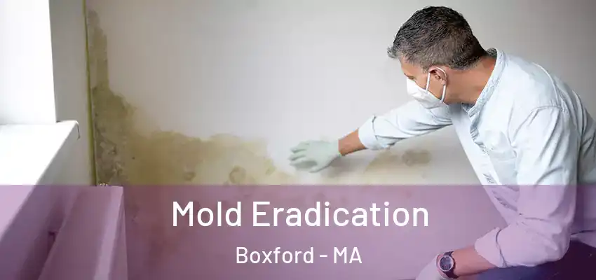 Mold Eradication Boxford - MA