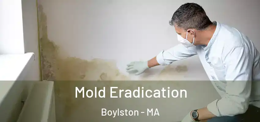 Mold Eradication Boylston - MA