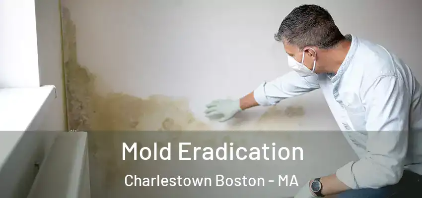  Mold Eradication Charlestown Boston - MA