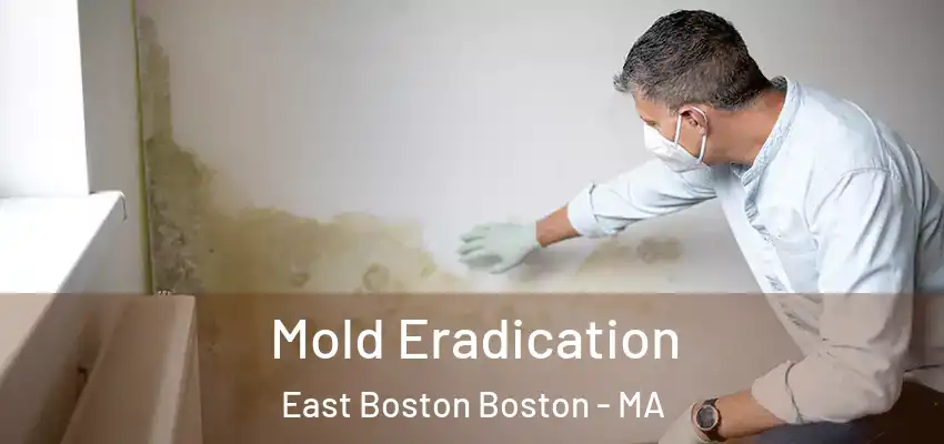  Mold Eradication East Boston Boston - MA