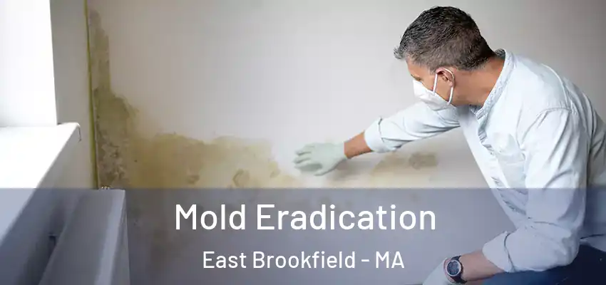  Mold Eradication East Brookfield - MA