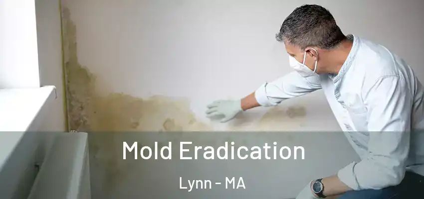  Mold Eradication Lynn - MA