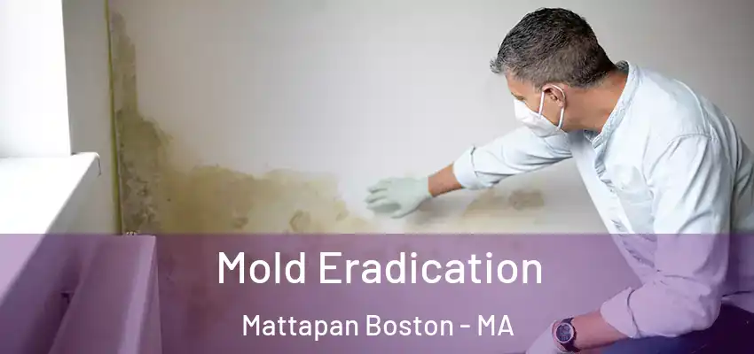  Mold Eradication Mattapan Boston - MA
