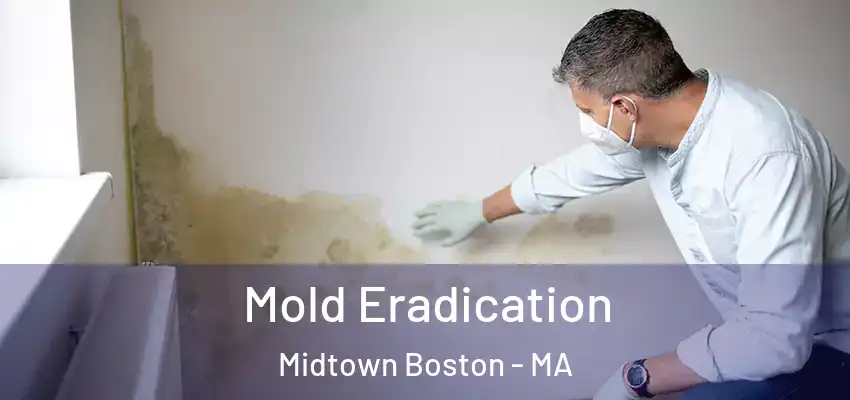 Mold Eradication Midtown Boston - MA