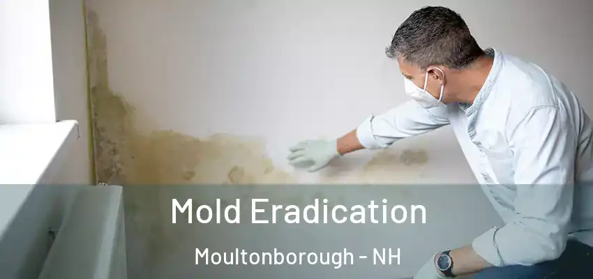 Mold Eradication Moultonborough - NH