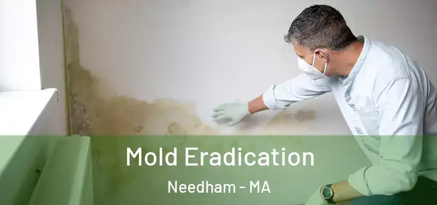  Mold Eradication Needham - MA