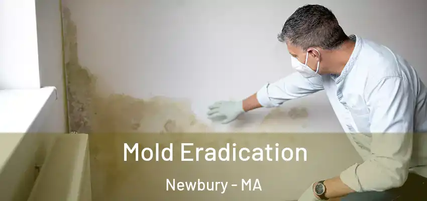  Mold Eradication Newbury - MA