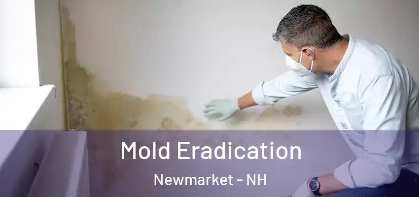  Mold Eradication Newmarket - NH