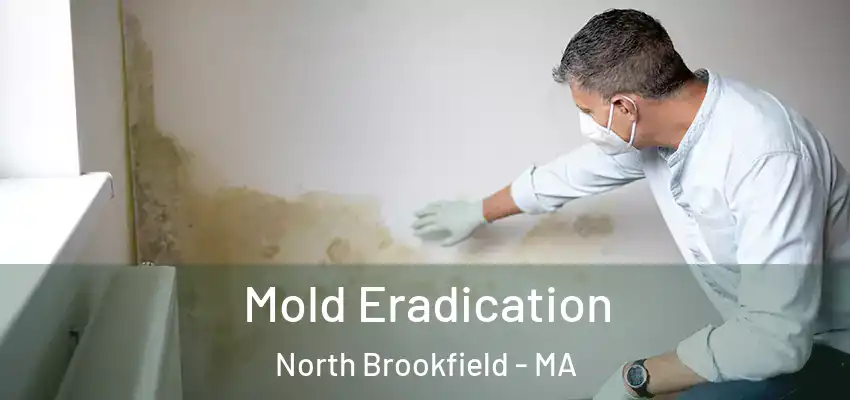 Mold Eradication North Brookfield - MA