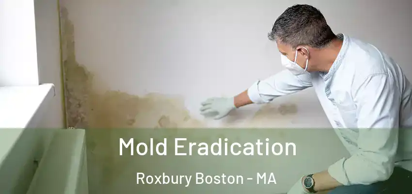 Mold Eradication Roxbury Boston - MA