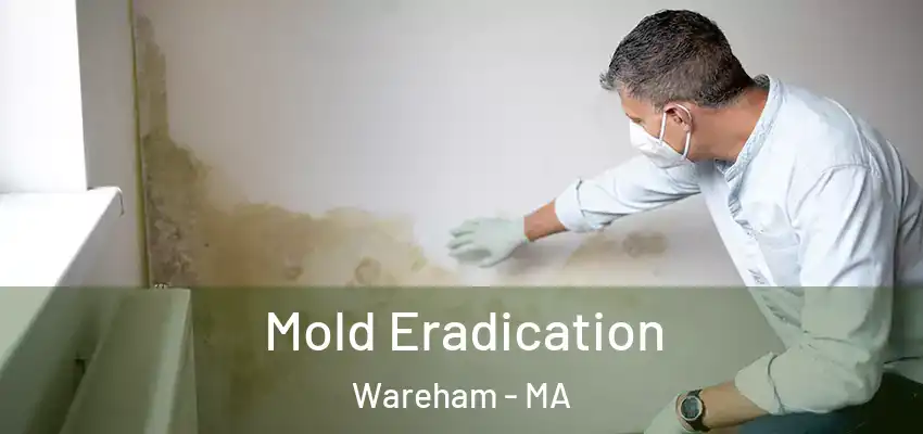  Mold Eradication Wareham - MA