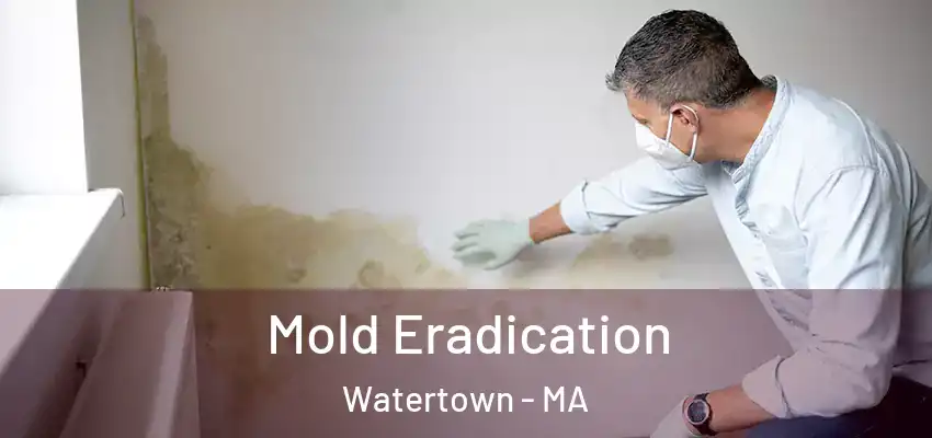  Mold Eradication Watertown - MA
