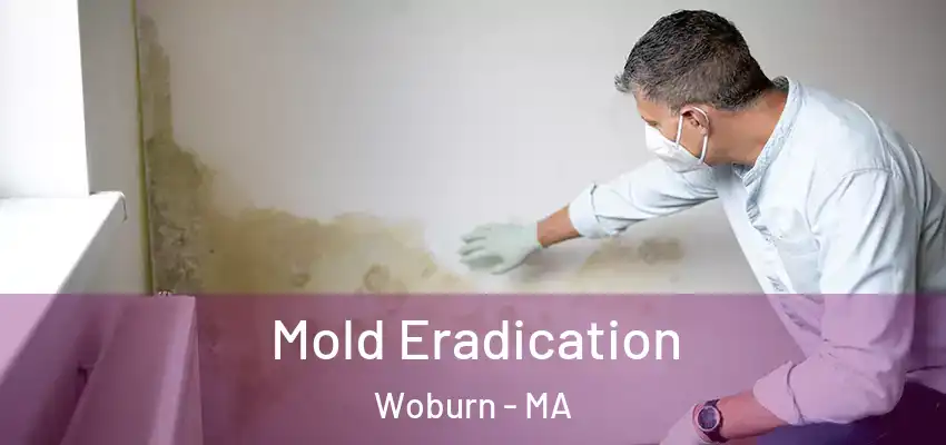 Mold Eradication Woburn - MA