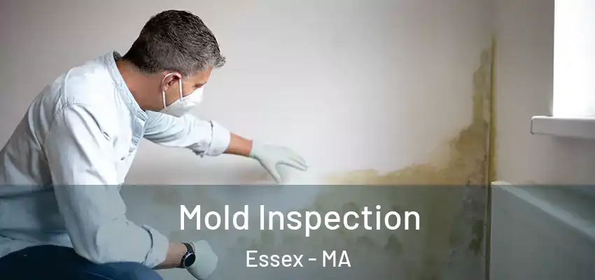 Mold Inspection Essex - MA