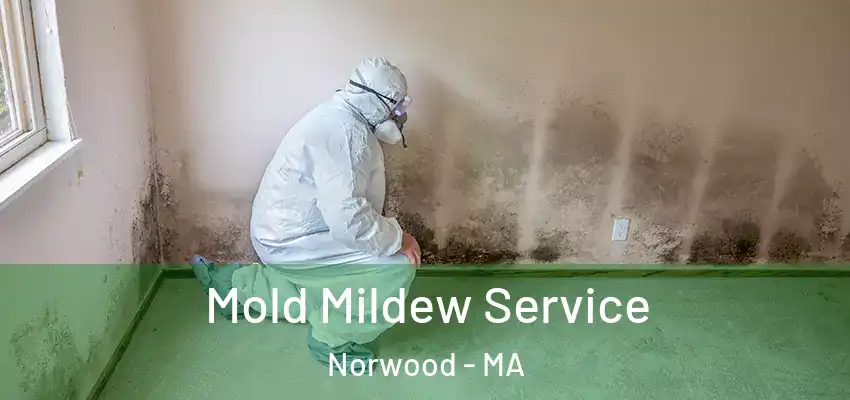  Mold Mildew Service Norwood - MA