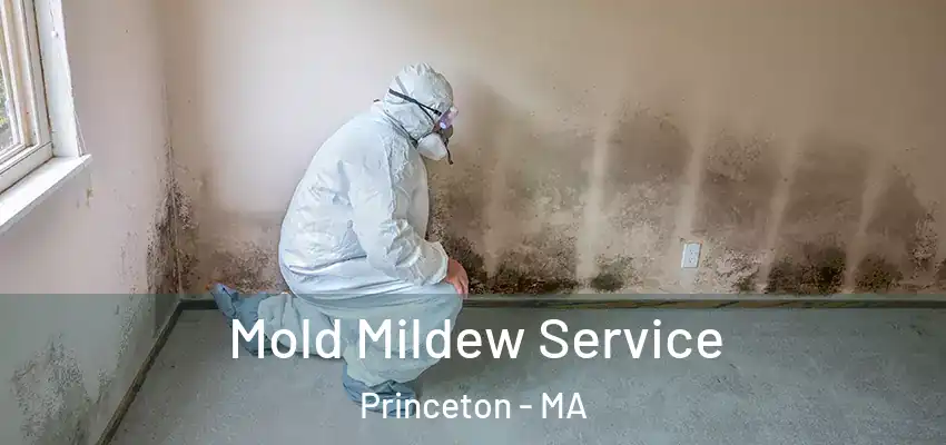  Mold Mildew Service Princeton - MA