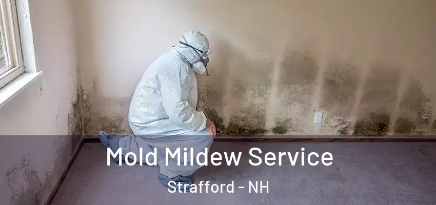 Mold Mildew Service Strafford - NH