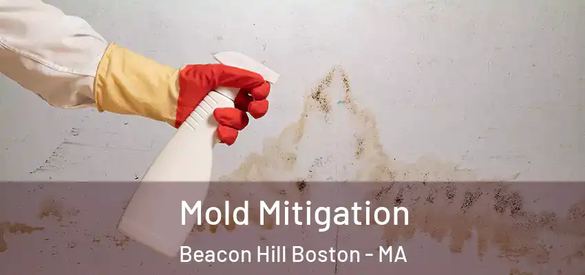  Mold Mitigation Beacon Hill Boston - MA
