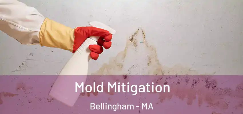 Mold Mitigation Bellingham - MA