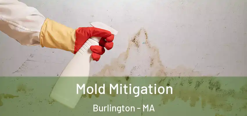  Mold Mitigation Burlington - MA