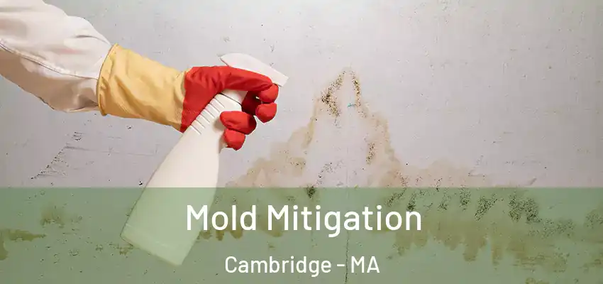 Mold Mitigation Cambridge - MA