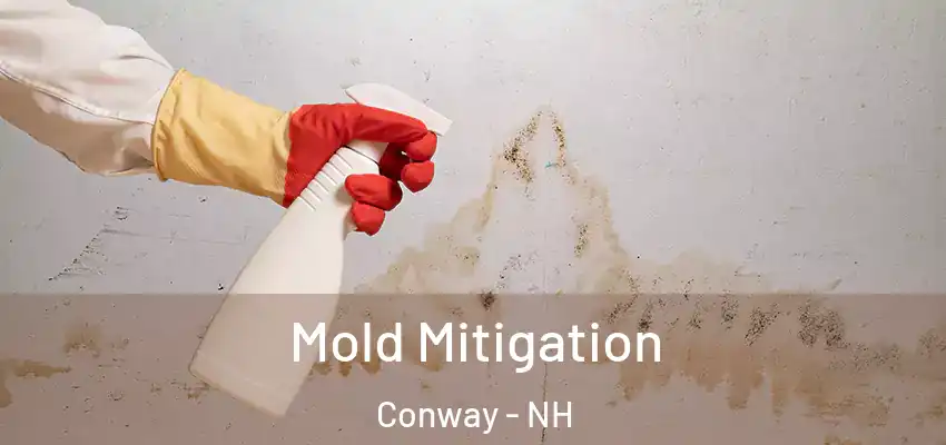 Mold Mitigation Conway - NH