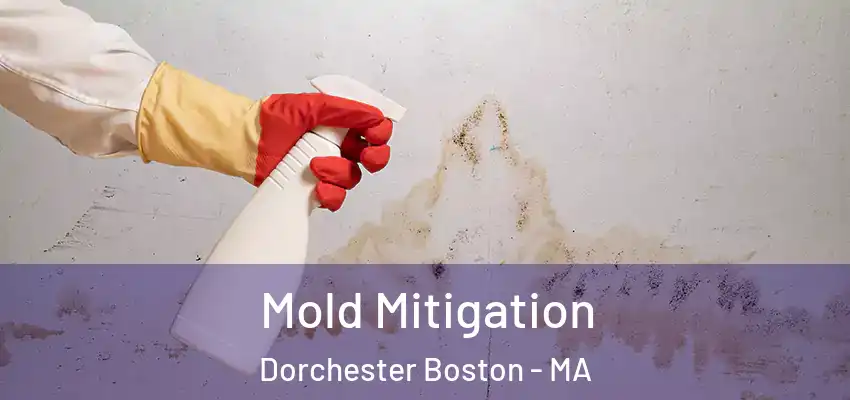  Mold Mitigation Dorchester Boston - MA