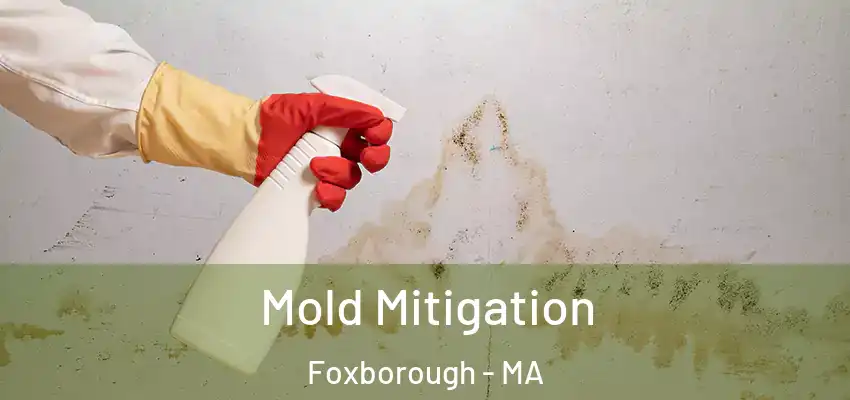  Mold Mitigation Foxborough - MA