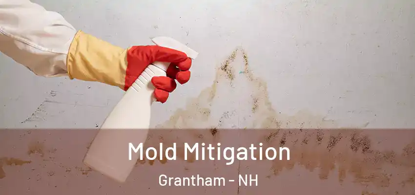  Mold Mitigation Grantham - NH