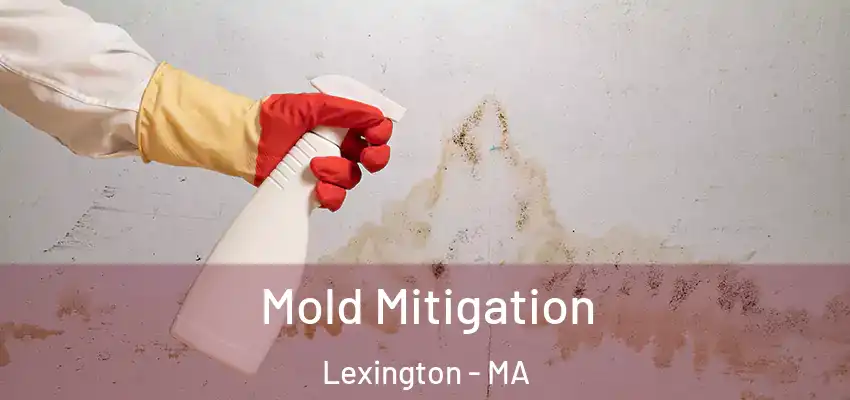  Mold Mitigation Lexington - MA