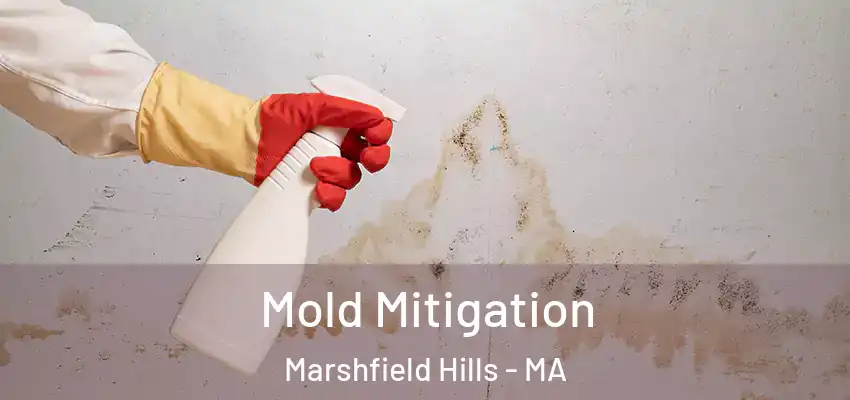  Mold Mitigation Marshfield Hills - MA