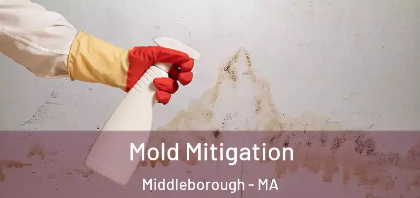  Mold Mitigation Middleborough - MA