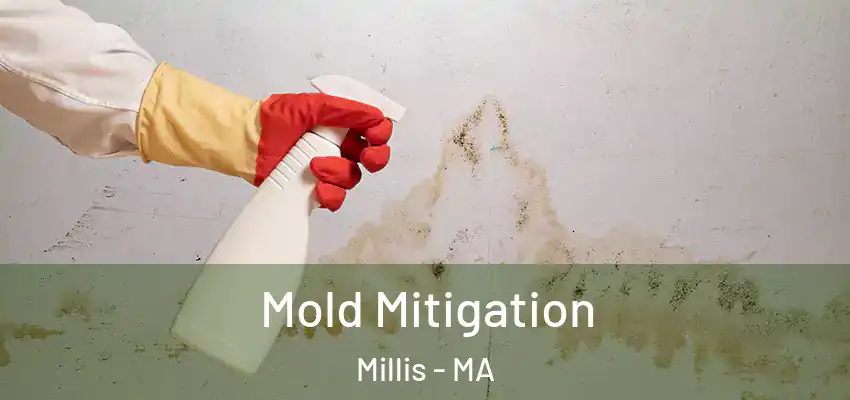  Mold Mitigation Millis - MA