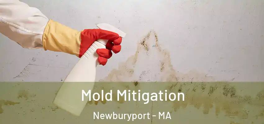 Mold Mitigation Newburyport - MA