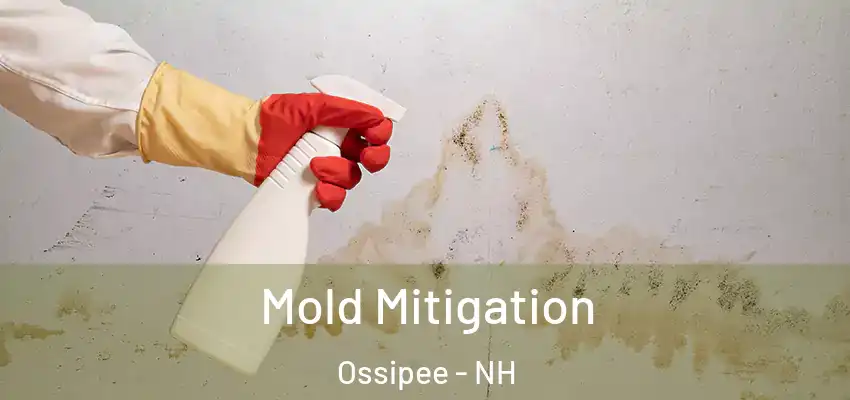  Mold Mitigation Ossipee - NH