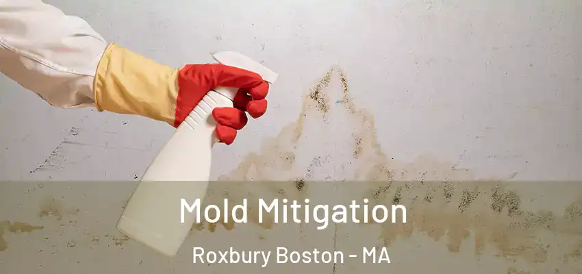  Mold Mitigation Roxbury Boston - MA