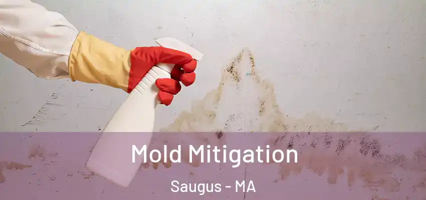  Mold Mitigation Saugus - MA