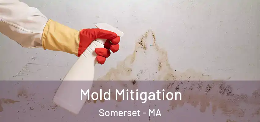  Mold Mitigation Somerset - MA