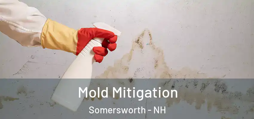 Mold Mitigation Somersworth - NH