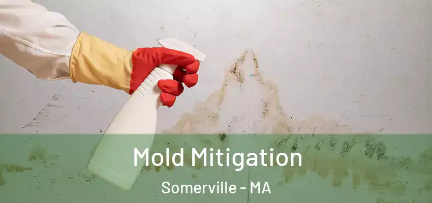  Mold Mitigation Somerville - MA