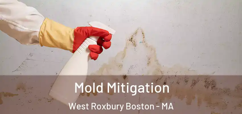  Mold Mitigation West Roxbury Boston - MA