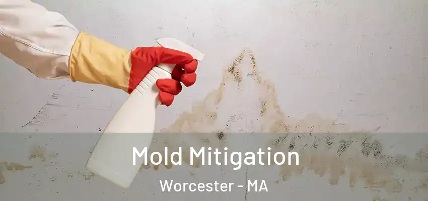  Mold Mitigation Worcester - MA