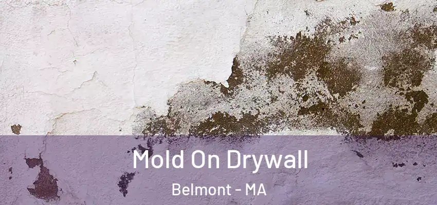 Mold On Drywall Belmont - MA