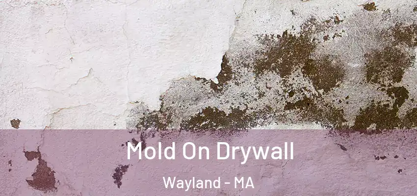 Mold On Drywall Wayland - MA