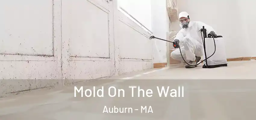Mold On The Wall Auburn - MA