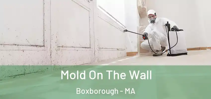  Mold On The Wall Boxborough - MA